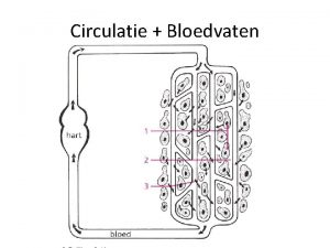 Lumen bloedvat