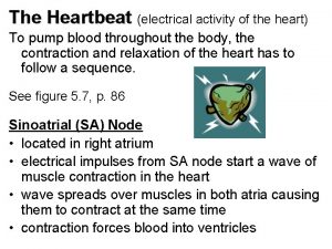 The Heartbeat electrical activity of the heart To