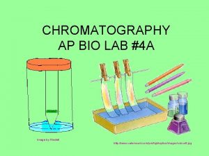 Ap biology chromatography lab