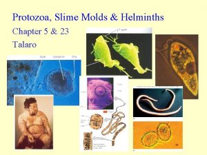 Protozoa Slime Molds Helminths Chapter 5 23 Talaro