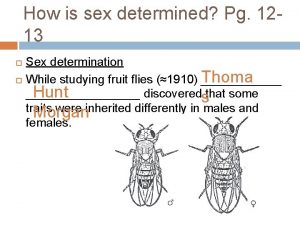 How is sex determined Pg 1213 Sex determination