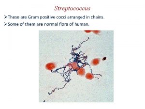 Streptococcus These are Gram positive cocci arranged in