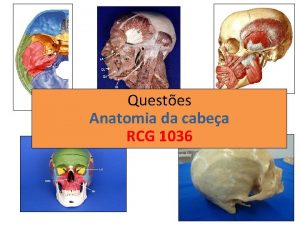 Questes Anatomia da cabea RCG 1036 Questo 1