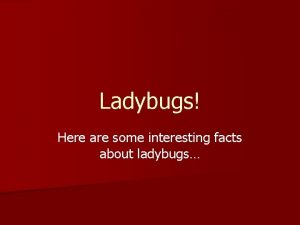 5 interesting facts about ladybugs 5 interesting facts about ladybugs