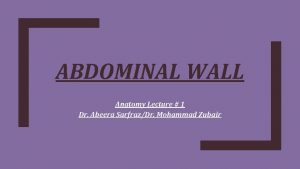 Posterior abdominal wall muscle