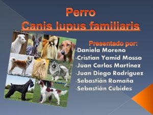 Perro Canis lupus familiaris Daniela Moreno Cristian Yamid