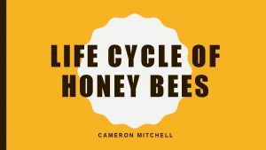 LIFE CYCLE OF HONEY BEES CAMERON MITCHELL STUDENT