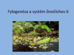 Fylogenza a systm ivochov 6 Rhipidistia Dipnotetrapodomorpha dnes