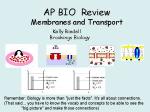 AP BIO Review Membranes and Transport Kelly Riedell