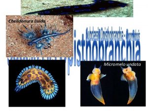 Chelidonura livida Glaucus atlanticus Clione limacina Micromelo undata