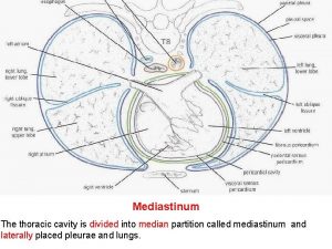 Mediastinum The thoracic cavity is divided into median