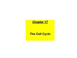 Yeast cell cycle