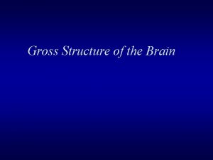 Gross Structure of the Brain Nervous System CNS