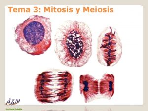 Tema 3 Mitosis y Meiosis Dr Antonio Barbadilla