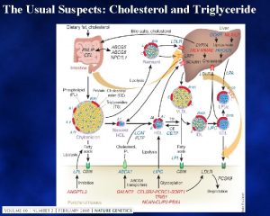 The Usual Suspects Cholesterol and Triglyceride Lipid Structure