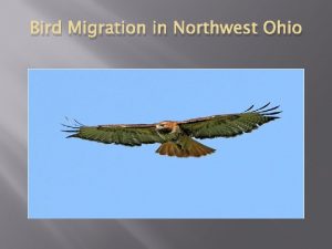 Northwest ohio birds