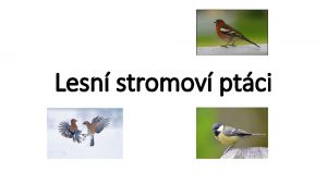 Lesní stromoví ptáci