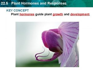 22 5 Plant Hormones and Responses KEY CONCEPT