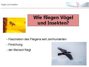 Wie fliegen Vgel und Insekten Faszination des Fliegens