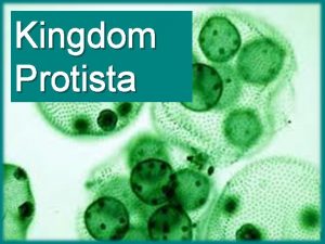 Distinguishing features of kingdom protista