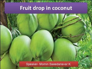 Fruit drop in coconut Speaker Momin Saeedanavar K