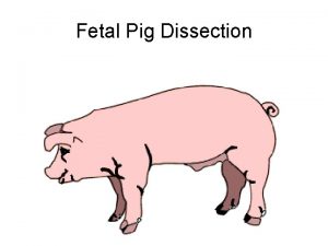 Fetal Pig Dissection Virtual Pig Dissection http www