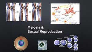 Meiosis Sexual Reproduction 2005 2006 CELL DIVISION ASEXUAL