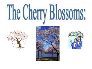 What is the Cherry Blossom The Sakura tree