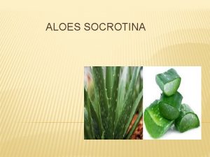 ALOES SOCROTINA Aloe was most proved by Helbig