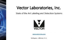 Vector labs lectin