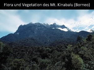 Flora und Vegetation des Mt Kinabalu Borneo Kinabalu