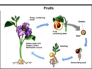 Fruit develops from ovary