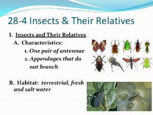 28 4 Insects Their Relatives I Insects and