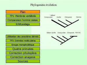 Phylogense volution Plan TP 1 Membres vertbrs Gibbon