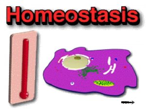 Homeostasis animals