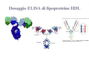 Dosaggio ELISA di lipoproteine HDL Classi di Immunoglobuline