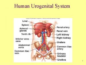 Human Urogenital System 1 Urogenital System Functions Filtering