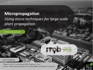 Disadvantages of micropropagation