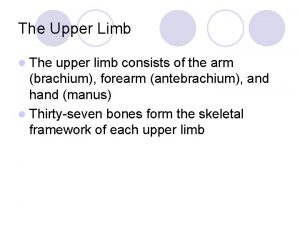 The Upper Limb l The upper limb consists