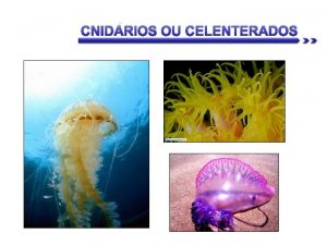 CNIDRIOS OU CELENTERADOS CARACTERIZAO GERAL So animais aquticos