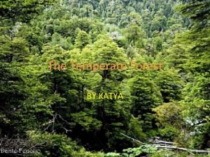 The Temperate Forest BY KATYA Table of contents