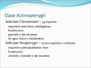 Clase Actinopterygii Subclase Chondrostei 34 especies esqueleto ms