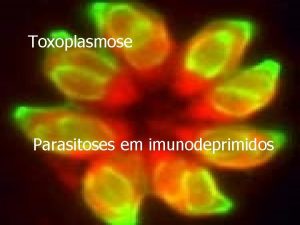 Toxoplasmose Parasitoses em imunodeprimidos Toxoplasma gondii isolado em
