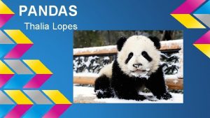 PANDAS Thalia Lopes The Panda also known as