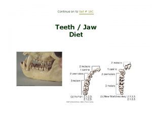 Continue on to Set 16 C Teeth Jaw