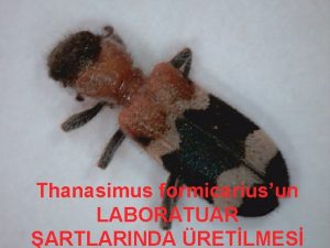 Thanasimus formicariusun LABORATUAR ARTLARINDA RETLMES ekil1 Hafif nemlendirilmi