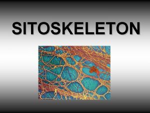 Composition of cytoskeleton