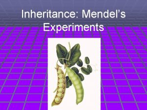 Inheritance Mendels Experiments Ideas on Inheritance Before Mendel