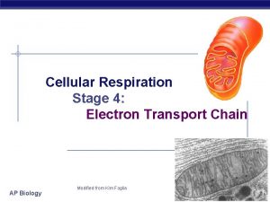 Cellular Respiration Stage 4 Electron Transport Chain AP