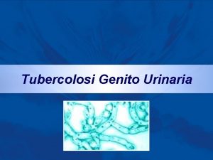 Tubercolosi Genito Urinaria Introduzione Bacillo di Koch Micobatteri